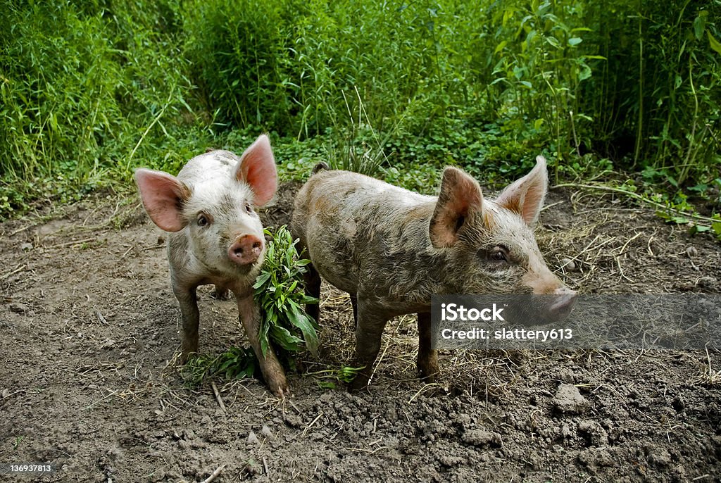 Piglets A pair of piglets have been playing in the mud! Animal Stock Photo