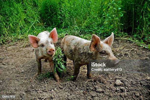 Piglets Stock Photo - Download Image Now - Animal, Cute, Dinner