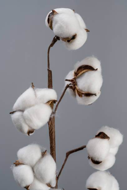 istock Cotton flowers on the grey background 1369379356