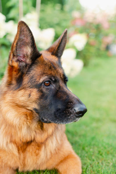 istock German shepherd dog. Pet portrait outside. 1369379551