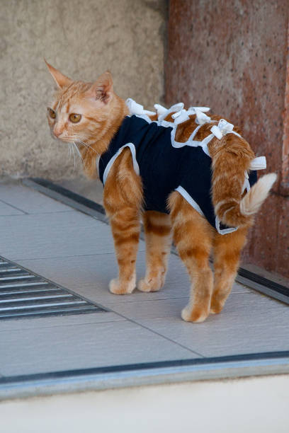 jeune chat roux dans un bandage postopératoire. période de récupération après la chirurgie. castration et stérilisation des animaux domestiques. - spay photos et images de collection