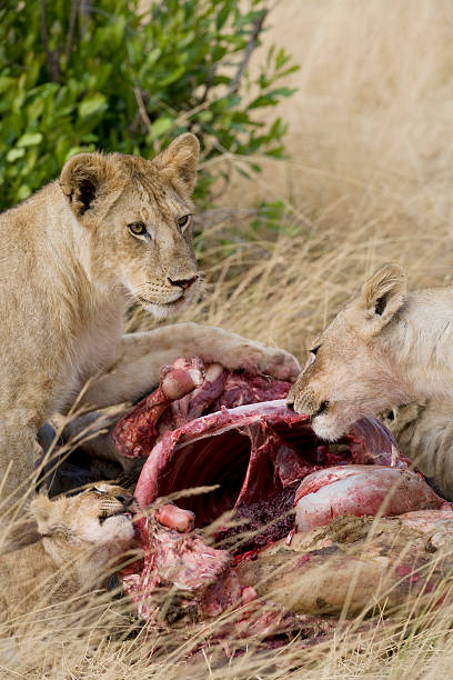 Lion Eating Antelope 612x408 350+ Lion Eating Animals Hunting Antelope Stock Photos ...