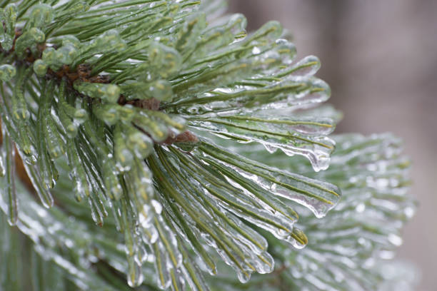 Ice-covered tree. Pine needles after freezing rain in end of winter. Blurred background.