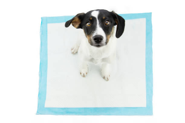Puppy dog  sitting on a pee disposables pad training. Isolated on white background Puppy dog  sitting on a pee disposables pad training. Isolated on white background padding stock pictures, royalty-free photos & images