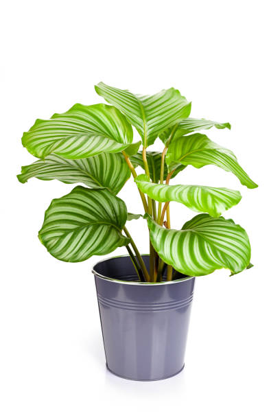 istock Calathea orbifolia plant in pot isolated on white background 1369385777