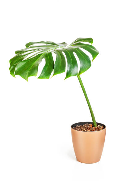 istock Monstera Deliciosa plant in brown platic pot 1369385937