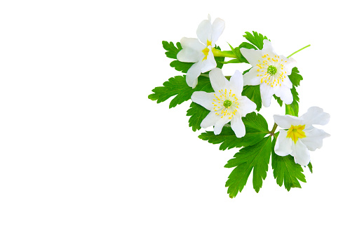 Wood anemone flowers on a white background for a spring design. Spring background with white flowers and copy space for text
