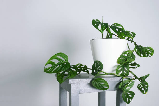 Monstera Monkey Mask or Obliqua or Adansonii leaves. Home plants in white pot. Minimalism and scandi style concept, urban jungle and garden room. White and grey background Monstera Monkey Mask or Obliqua or Adansonii leaves. Home plants in white pot. Minimalism and scandi style concept, urban jungle and garden room. White and grey background cheese plant stock pictures, royalty-free photos & images