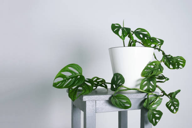 monstera monkey mask ou obliqua ou adansonii folhas. plantas caseiras em pote branco. minimalismo e conceito de estilo scandi, selva urbana e sala de jardim. fundo branco e cinza - cheese plant - fotografias e filmes do acervo