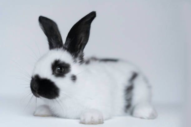 istock Front view of a cute white rabbit on a white background 1369389835