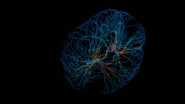 シナプスを伴う脳モデル - シナプス ストックフォトと画像