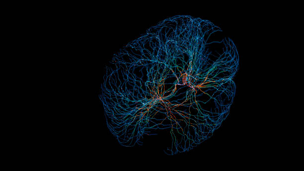 Brain model with synapses Brain model with synapses - 3D generated image. Synapse stock pictures, royalty-free photos & images
