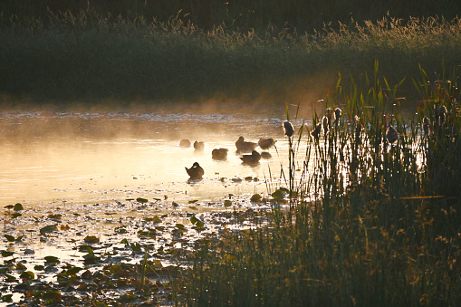 Ducks swimming in shallow pond by cattails.