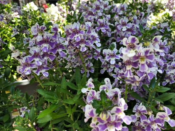 Pretty purple clusters of angelonia flowers outdoors Pretty purple clusters of angelonia flowers outdoors angelonia photos stock pictures, royalty-free photos & images