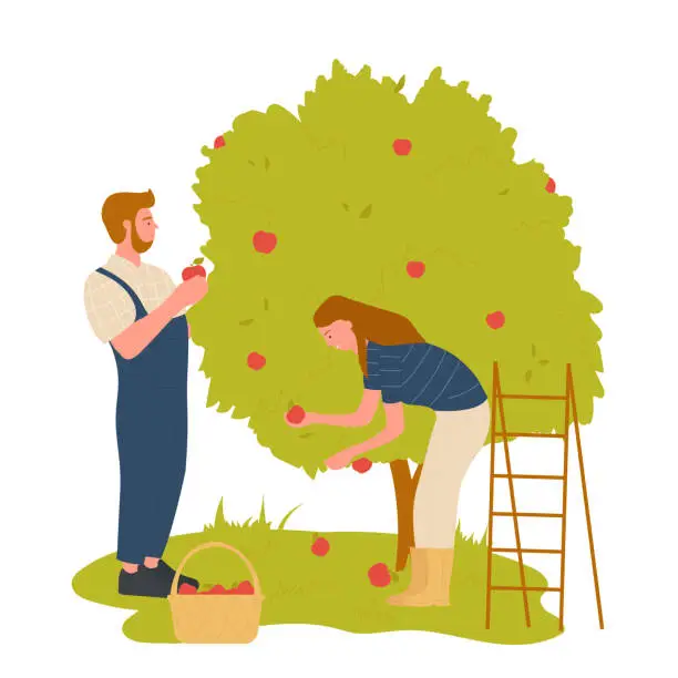 Vector illustration of Farmers couple picking off tree natural apples