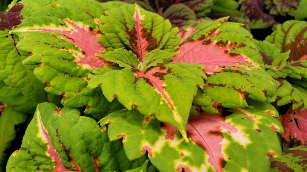 istock Medium closeup of decorative plants outdoors 1369391993
