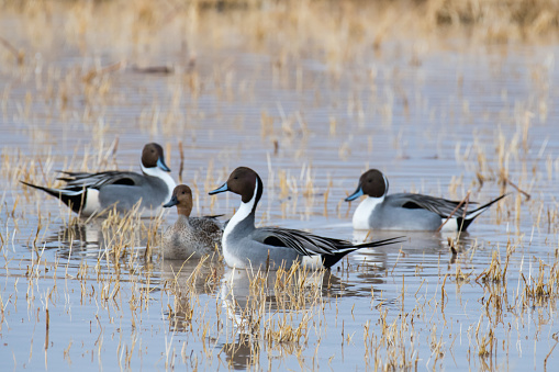 Northern Pintails floating in a pond at Bosque Refuge, New Mexico.