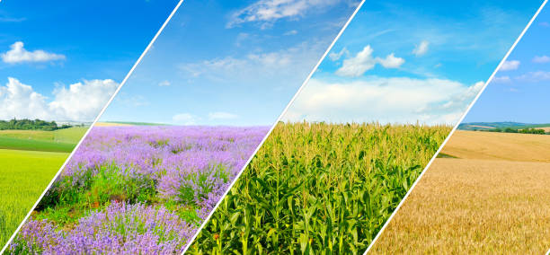 istock green field and blue sky with light clouds. Collage.Wide photo. 1369392185