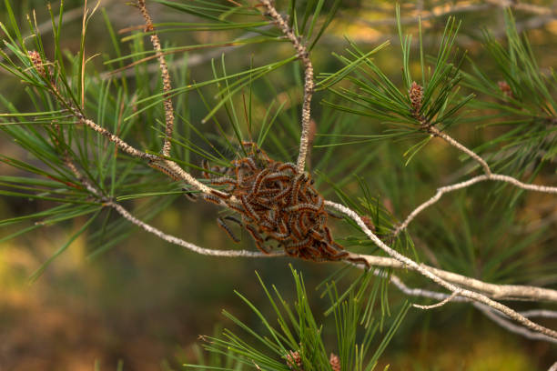 Pine Processionary caterpillars feeding in an Aleppo pine tree stock photo