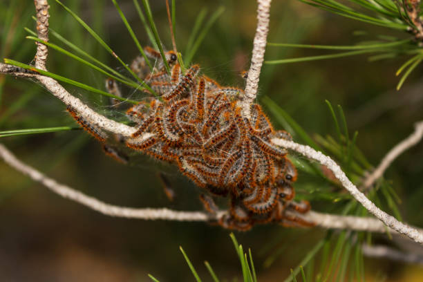 polilla procesionaria del pino (thaumetopoea pityocampa) larvas que se alimentan y anidan en un pino carrasco (pinus halepensis) - branch caterpillar animal hair insect fotografías e imágenes de stock