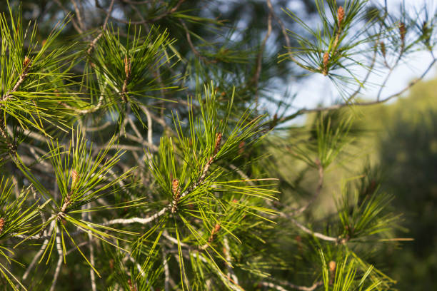 las sosnowy aleppo (pinus halepensis) w pobliżu freginals we wspólnocie autonomicznej katalonii, hiszpania - pine nut seed image horizontal zdjęcia i obrazy z banku zdjęć