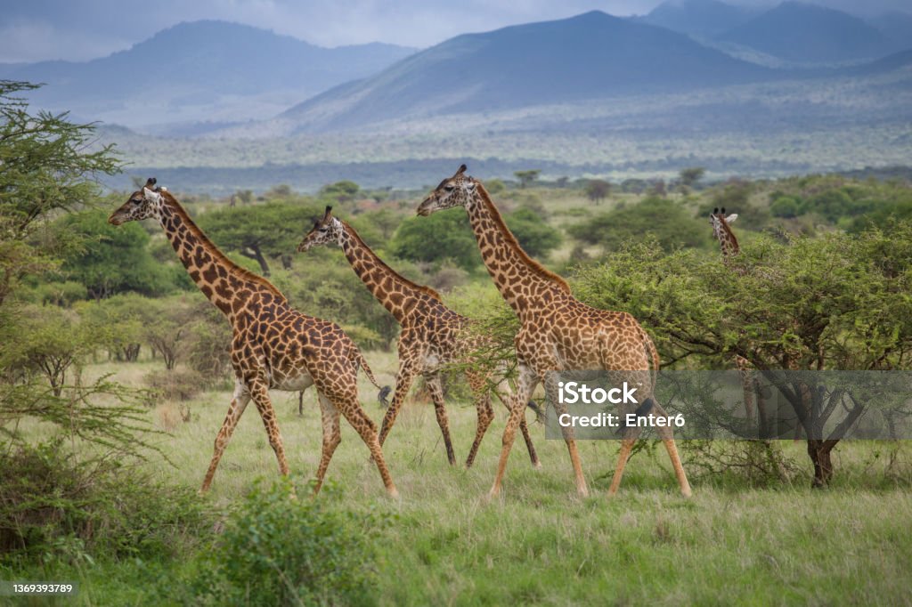 Pack of giraffes Picture taken during safari in Tsavo West National Park, Kenya Giraffe Stock Photo