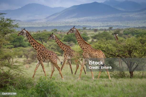 Pack Of Giraffes Stock Photo - Download Image Now - Giraffe, Landscape - Scenery, Tsavo West National Park