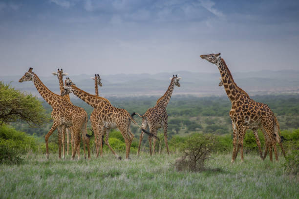 istock Herd of giraffes 1369393876