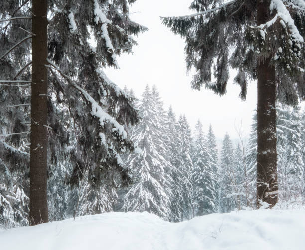 istock Winter in a spruce forest, spruces covered with white fluffy snow. 1369394206