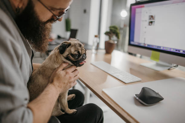 istock Pug loves his man 1369395069