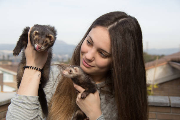 istock A young girl plays with ferrets 1369395285
