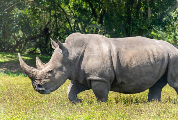 istock Aggressive rhinoceros close-up from the side 1369395565