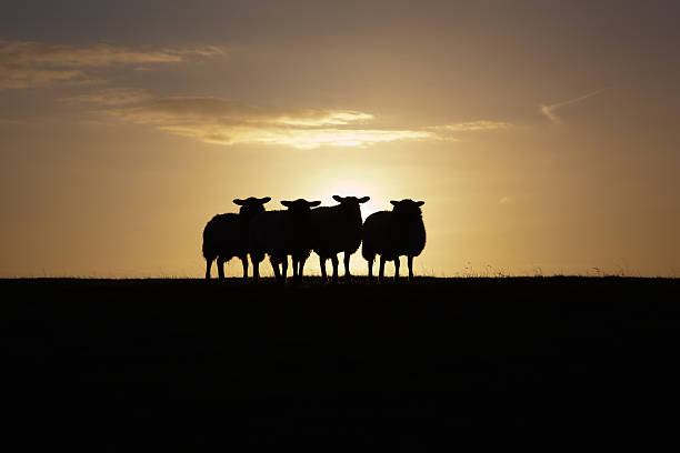 istock Silhouette of Sheep 136939561