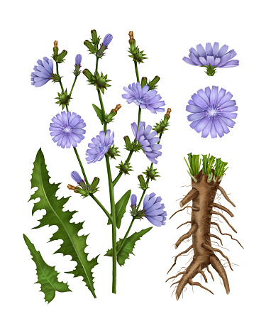 Hand-drawn chicory flowers and leaves, medicinal chicory, medicinal herbs, root drink, coffee substitute. Purple flowers isolated on white background. Healed field plant.