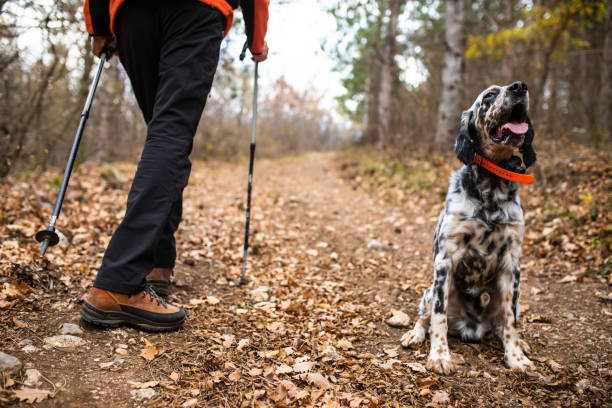 istock A dog resting while on a hike with his owner 1369398319