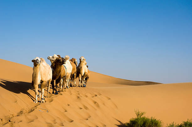 istock Camels in the desert 136939857
