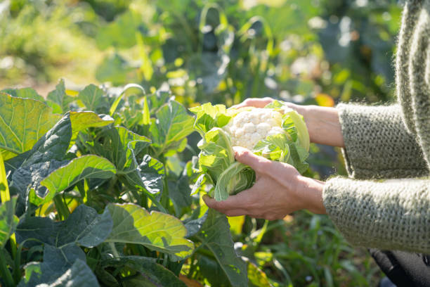 picking vagetable in a winter garden stock photo