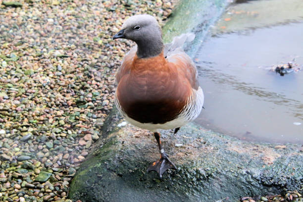 istock A view of an Ashey Headed Goose 1369400924