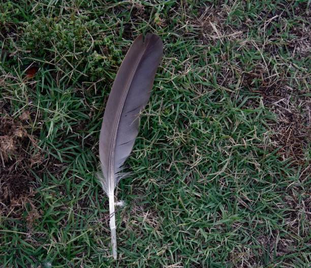 istock Duck feather on a grassy ground, downward shot 1369400966