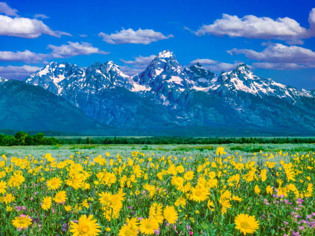 istock Springtime wildflowers in the Rocky Mountains, WY 1369400983
