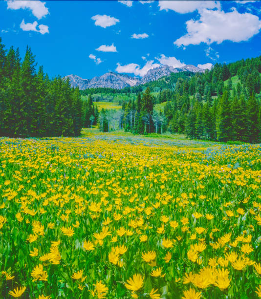 istock Springtime in the Rocky Mountains Wyoming 1369401032