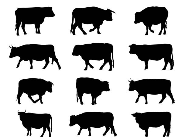 Steer Beef Cattle Silhouette Standing Agriculture Livestock A group of steer beef cattle black silhouettes on a white background. These are Aberdeen Angus cattle and Hereford cattle breed livestock, both polled and horned, and are standing or walking. herd of cows stock illustrations