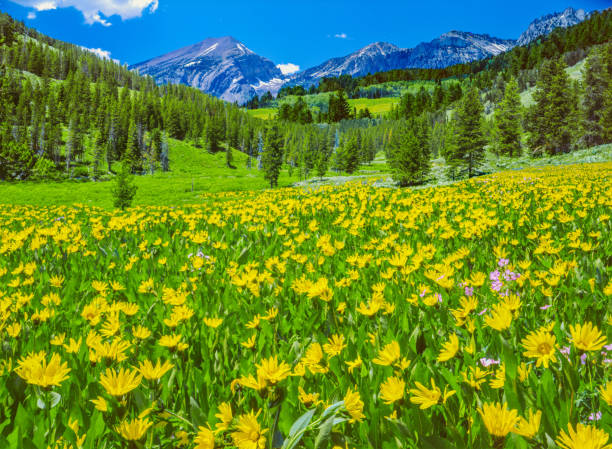 istock Springtime in the Rocky Mountains Wyoming 1369401119