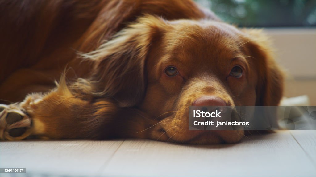 Cute purebreed Nova Scotia Duck Tolling Retriever at home. Relaxing on the floor. Falling asleep, close up on snout Nova Scotia Duck Tolling Retriever lying on the floor Animal Stock Photo