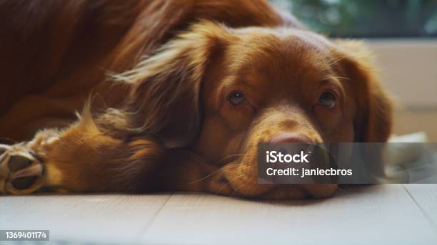Cute Purebreed Nova Scotia Duck Tolling Retriever At Home Relaxing On The Floor Falling Asleep Close Up On Snout Stock Photo - Download Image Now