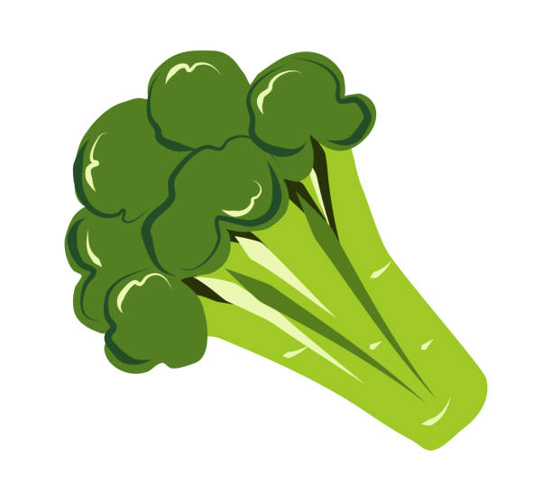 ilustrações de stock, clip art, desenhos animados e ícones de broccoli in cartoon style. green cabbage brocolli. useful vegetable, design element. vector illustration isolated on white background. icon, food symbol. hand drawn brocoli, watercolor paint - cauliflower white backgrounds isolated