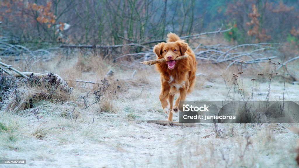 Happy, Nova Scotia Duck Tolling Retriever carrying stick. Winter walk Purebreed dog playing on the meadow covered with frost. Winter walk Dog Stock Photo