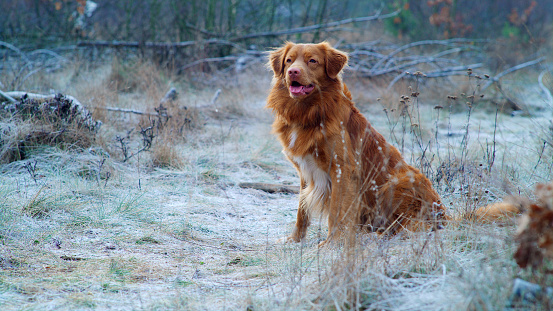 Purebreed dog playing on the meadow covered with frost. Winter walk
