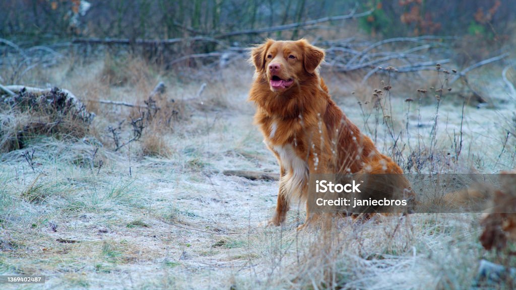 Happy, Nova Scotia Duck Tolling Retriever playing fetch - waiting for the next throw. Winter walk Purebreed dog playing on the meadow covered with frost. Winter walk Nova Scotia Duck Tolling Retriever Stock Photo