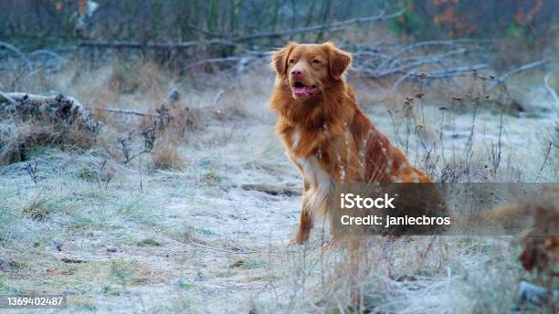 Happy Nova Scotia Duck Tolling Retriever Playing Fetch Waiting For The Next Throw Winter Walk Stock Photo - Download Image Now